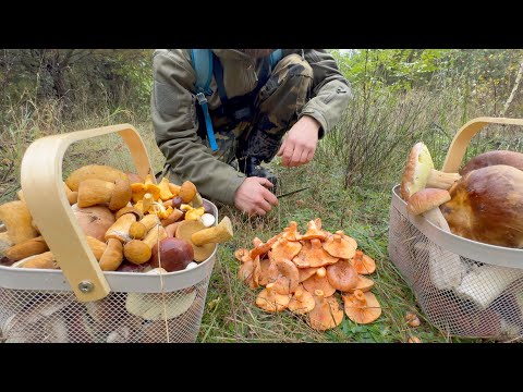 Видео: БЕЛЫЕ, РЫЖИКИ, ПОДОСИНОВИКИ..... грибная волна продолжается!