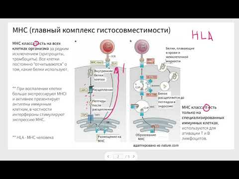 Видео: Главный комплекс гистосовместимости функции I и II типов, структура