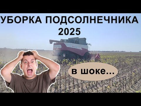 Видео: Уборка подсолнечника ЛГ 5555 | 18 августа 2025