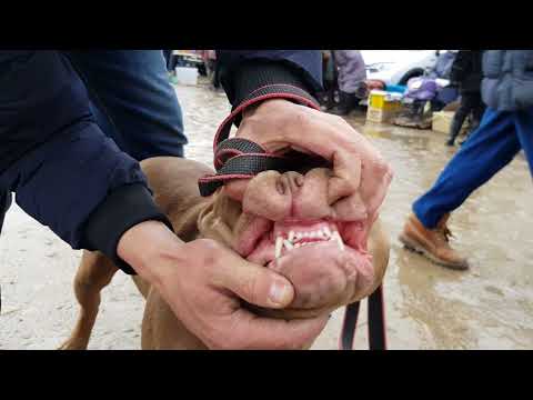 Видео: Ярмарка Кропоткин 26.12.21.ч-3 Куры,Кролики,Собаки и разные животные !