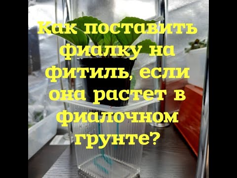 Видео: Как поставить фиалку с верхнего полива на фитильный?#Фиалки от листочка до цветочка. Путь новичка 16