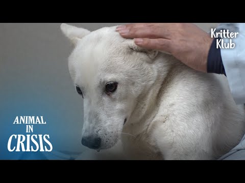 Видео: Подруга собаки умерла, и она потеряла волю к жизни... l Животное в кризисе Ep 327