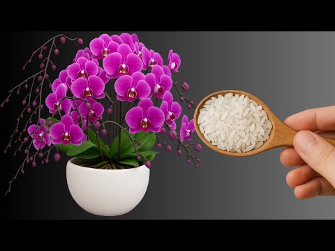 Видео: Всего лишь рис! Орхидеи отращивают крепкие корни и цветут круглый год!