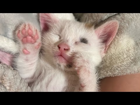 Видео: Бенвенута Мая, ризотто со спаржей и всякая  повседневная итальянская дребедень