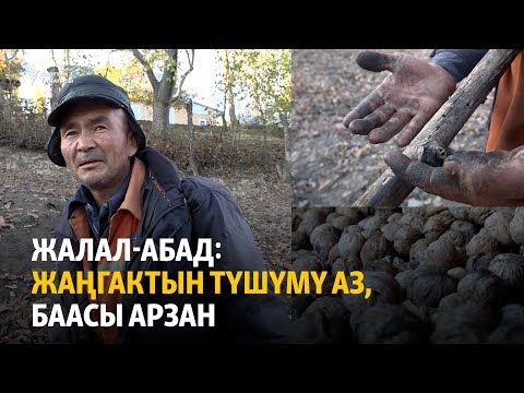 Видео: Жалал-Абад: жаңгактын түшүмү аз, баасы арзан