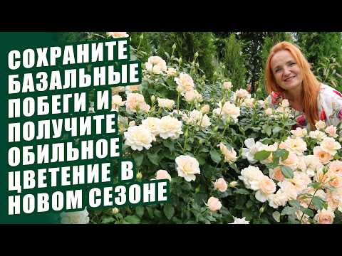 Видео: КАК СОХРАНИТЬ ВСЕ БАЗАЛЬНЫЕ ПОБЕГИ РОЗ ЗИМОЙ И ПОЛУЧИТЬ ОБИЛЬНОЕ ЦВЕТЕНИЕ САДА В НОВОМ СЕЗОНЕ. РОЗЫ