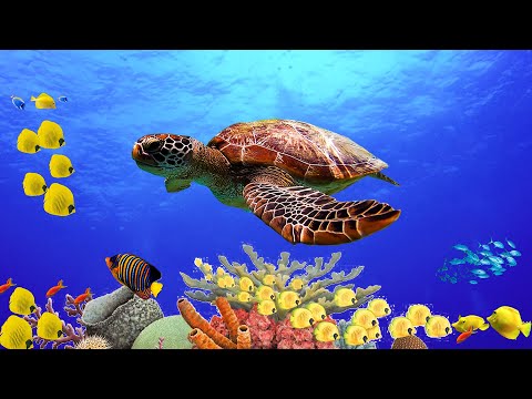 Видео: Красивая расслабляющая спокойная музыка. Нежная музыка успокаивает нервную систему и радует душу