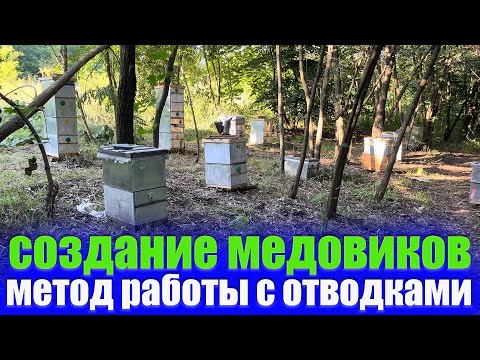 Видео: Как я работаю с отводками пчел на главном взятке