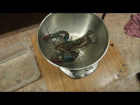 Видео: Подсаживаем самца к самке австралийского рака! Взвешивание и немного о линьке..