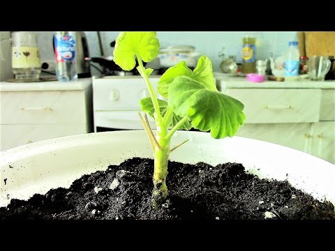 Видео: 🍀ПОСАДКА ГЕРАНИ ОТРОСТКОМ,ПРАВИЛЬНОЕ УКОРЕНЕНИЕ🍀