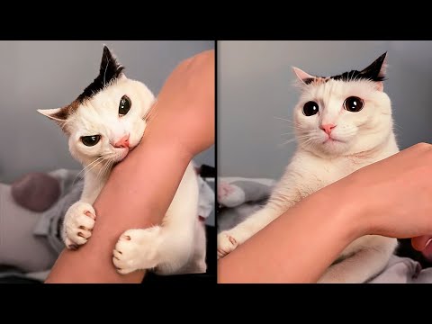 Видео: СЛУЧАИ, КОГДА КОШКИ ВЕДУТ СЕБЯ КАК ПРИДУРКИ