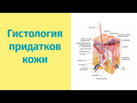 Видео: Придатки кожи | Элементарная гистология
