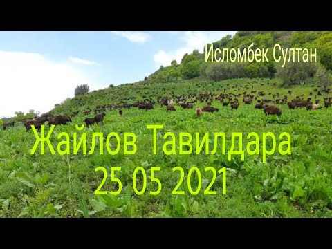 Видео: Койлар жайловга жетти Тавилдара