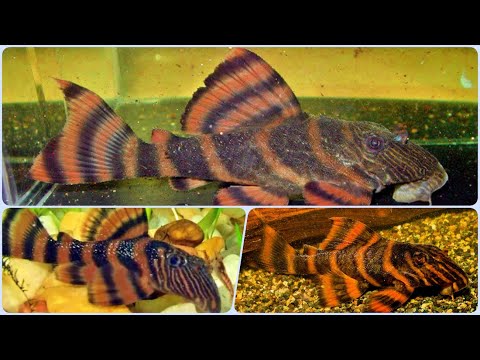 Видео: Сом Красная Зебра L397 содержание в аквариуме разведение совместимость и чем кормить