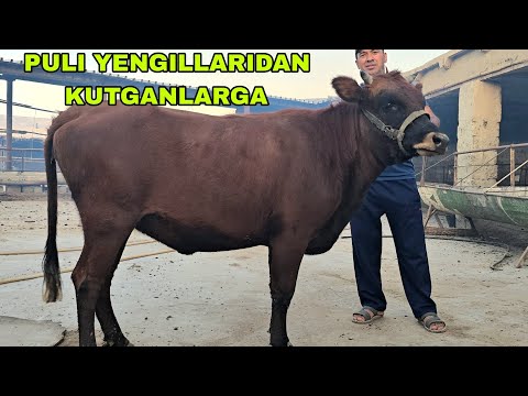 Видео: MAXMUD akani fermasiga yangi partiya puli yengil sigirlar keldi 20 октября 2025 г.