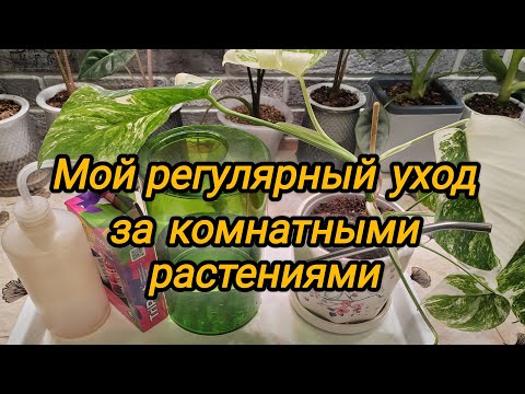 Видео: Мой регулярный уход за комнатными растениями