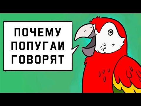 Видео: Edu: Почему попугаи говорят
