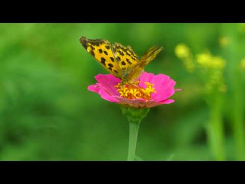 Видео: 🌸 Классическая музыка Шопена и Пение Птиц- Отличное Сочетание Звуков для Снятия Стресса и Усталости