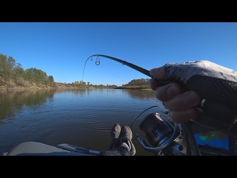 Видео: Отличный клев судака на реке Припять. Рыбалка в конце октября 2024 года