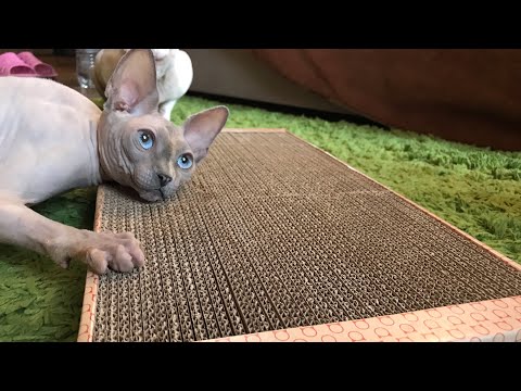 Видео: Покупки 🎁 для Любимых Сфинксов🐈💞  Показываем картонную когтеточку🐾