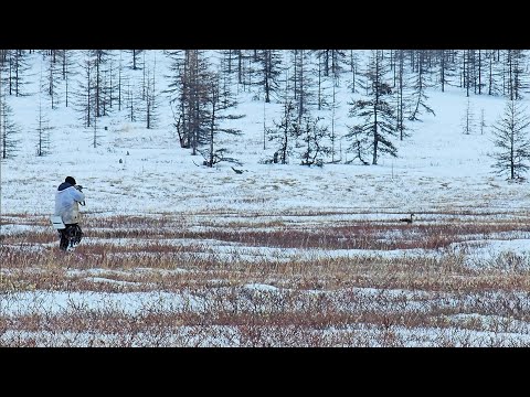 Видео: ВЕСЕННЯЯ ОХОТА НА ГУСЯ 2025 СЕВЕРНАЯ ЯКУТИЯ #hunting #охота #якутия #природа #весенняяохота 