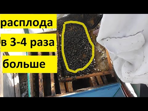 Видео: первые результаты в методе Гопки