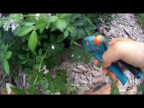 Видео: обрезка розы Brise Parfum после первого цветения