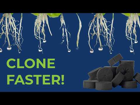 Видео: Аэропонное клонирование: очистка, подготовка и укоренение черенков (TurboKlone T24)