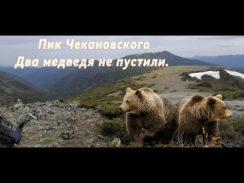 Видео: пик Чекановского (Хамар-Дабан) Два медведя не пустили.