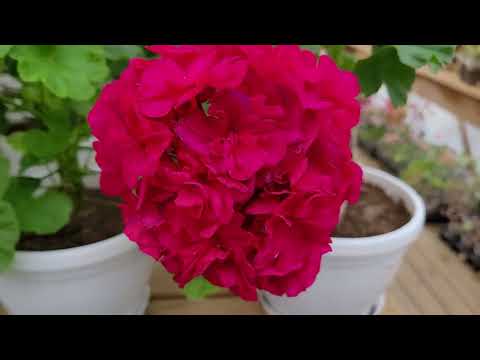 Видео: шёлк вигвам 2 24