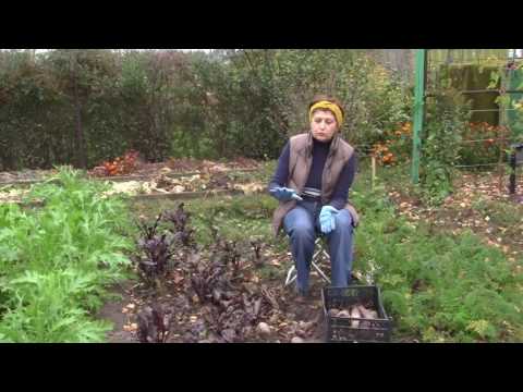 Видео: Уборка и хранение столовой свеклы