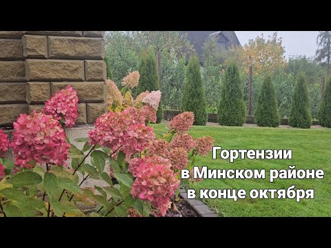 Видео: Гортензии в Минском районе в конце октября 2025