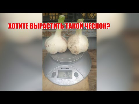 Видео: Хотите вырастить такой чеснок? Давайте сажать вместе.