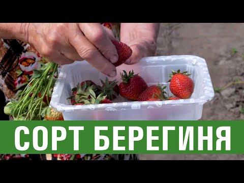 Видео: Клубника. Описание сорта Берегиня. Айтжанова Светлана Дмитриевна о сортах земляники.