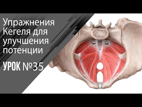 Видео: Урок 35 Упражнения кегеля для улучшения потенции