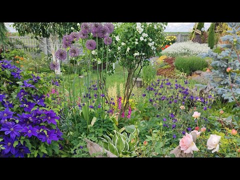 Видео: Клематиси 🌸. Догляд, огляд сортів. Поєднання клематисів з іншими рослинами 🌱