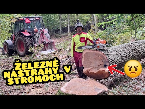 Видео: Вырубка дубов и железных ловушек, заросших деревьями 😠, Штиль 462, Амлес, Зетор, Лесозаготовки