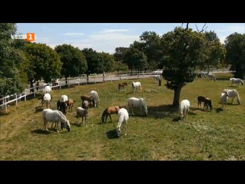 Видео: Порода коне - част от световното природно наследство "Бразди", 20.11.2021 г. по БНТ