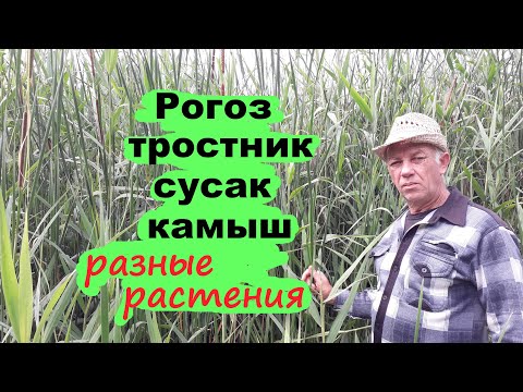 Видео: Рогоз,тростник сусак. камыш.Разные растения называют одним словом камыш.