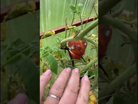 Видео: Снимаем пробу  ежевика-Натчез, яблоко-белый налив