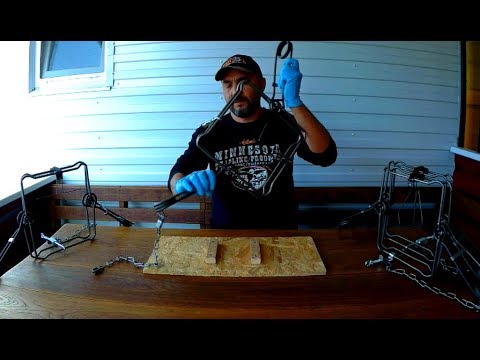 Видео: Бобр | Капкан Bridger #330 | Варианты рекомендуемых насторожек