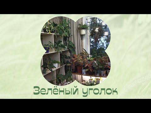 Видео: Убрала тумбу и поставила на пол. Цветы.