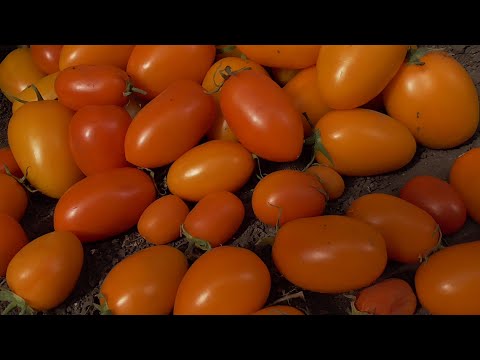 Видео: Только для любителей суперранних урожаев томатов!