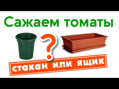 Видео: Сажаем томаты. Стакан или ящик?