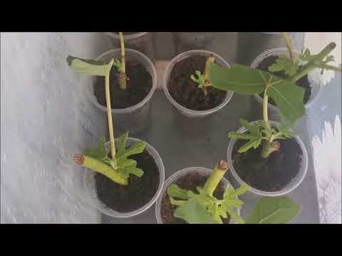 Видео: Вкореняване на зелени резници от смокиня