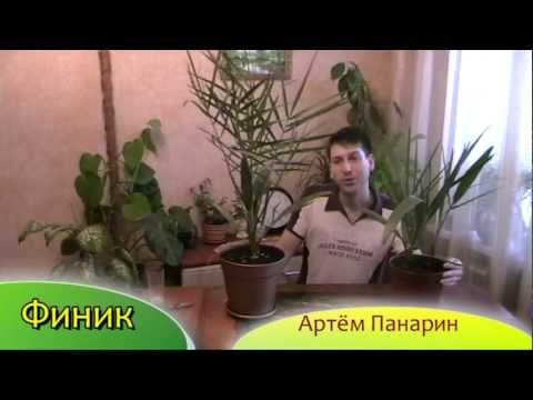 Видео: Финик - выращивание финиковой пальмы - Артём Панарин #финик #пальмадома
