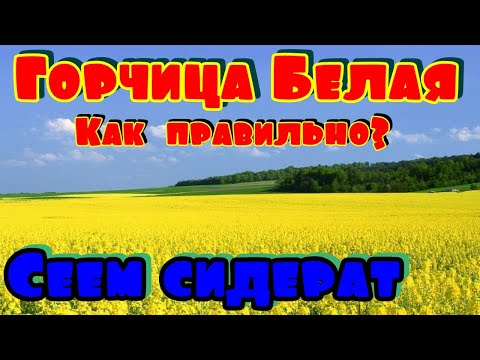 Видео: 4 правила посева белой горчицы сидерата. Не ошибись!