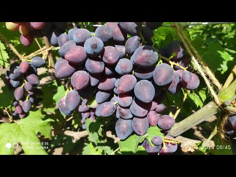 Видео: Уход и формировка прививок винограда раскрываю секреты