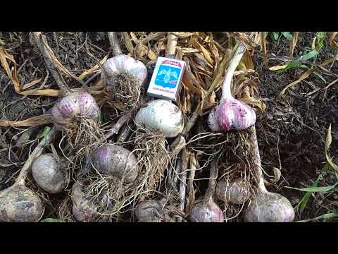 Видео: 27. Грядка чеснока без грамма земли!  Часть 2.