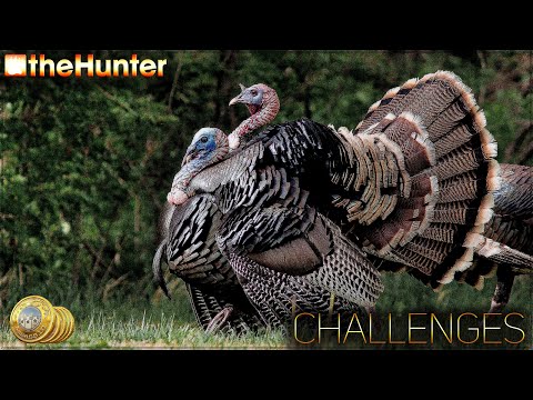Видео: ♢ theHunter Classic ♢ CHALLENGES ♢ + РАЗГОВОРНЫЙ ♢